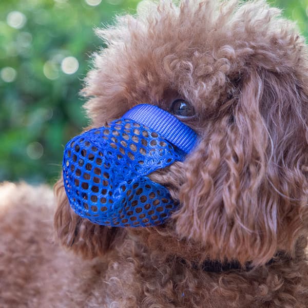 Dog Muzzle Anti-Chew Bite Barking Soft Adjustable Breathable Safety Mask Yellow M Yellow M