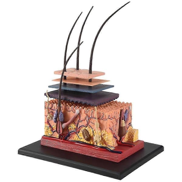 4D Menneskelig Hudmodel Hårorgan Samlepuslespil Model Undervisningsmodel Mannequin Videnskabelig Anatomisk Model js