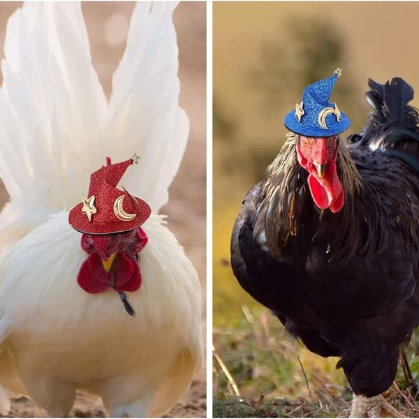 4-pack Halloween-trollkarlshattar för smådjur med elastisk hakrem för KLB
