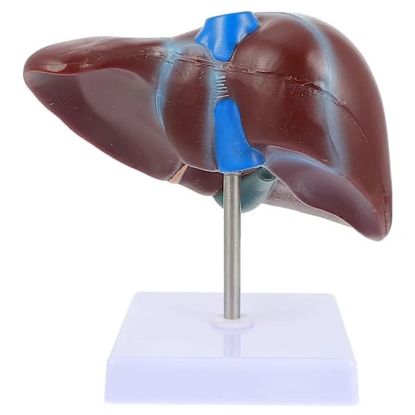 Educational Human Liver Training Tool with Excellent Durability Brown 19X16X11CM