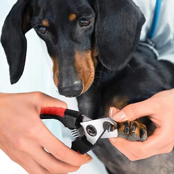 Hundesaks 6,25\" (rød) - Saks til kæledyrskløer - Rustfrit stål - Saks til klopleje