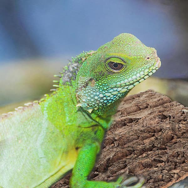 Krybdyrtank Baggrund Terrarium Baggrund Krybdyrbark Krybdyrkork Krybdyrtilbehør