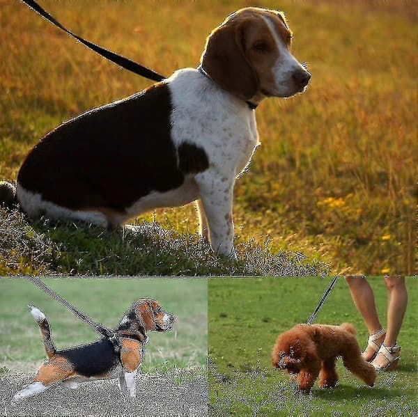 Hund 30m Hund Ne Hund 30m Hund