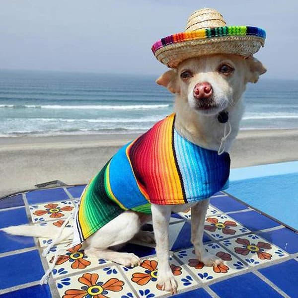 Halm Mini Pet Hat Shading Justerbar Hat Pet Decoration
