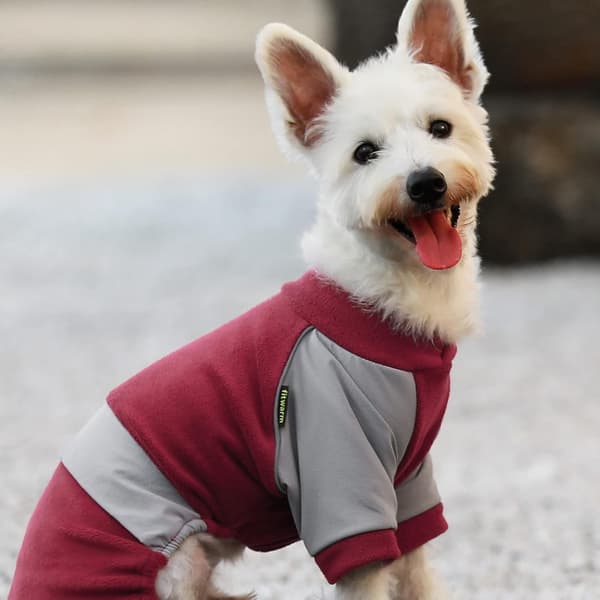 Hundpyjamas med reflexrand. Hundvinterkläder för små hundar