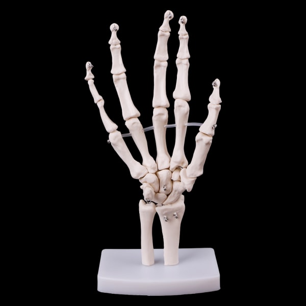 Hand gemensamma anatomiska skelett modell Mänsklig medicinsk anatomi Study Tool Life Size