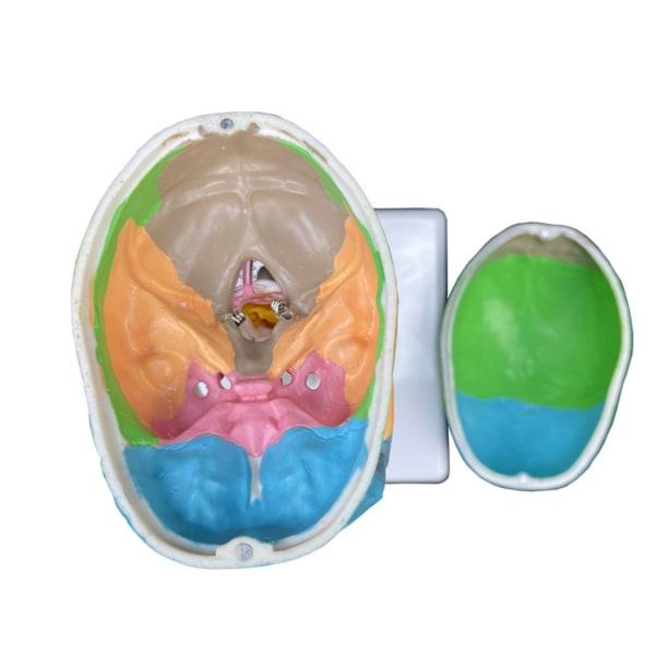Mänskligt huvud skalle med halskotan Anatomisk modell medicinska förnödenheter