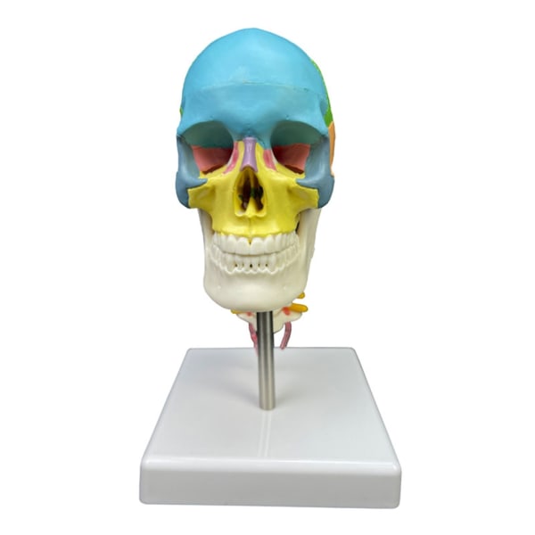 Mänskligt huvud skalle med halskotan Anatomisk modell medicinska förnödenheter