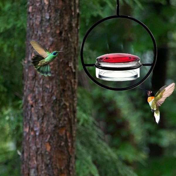 Fuglefoderautomater Haveudsmykning til fuglekiggeri Fugleelsker Kolibrifoderautomater 3 pack