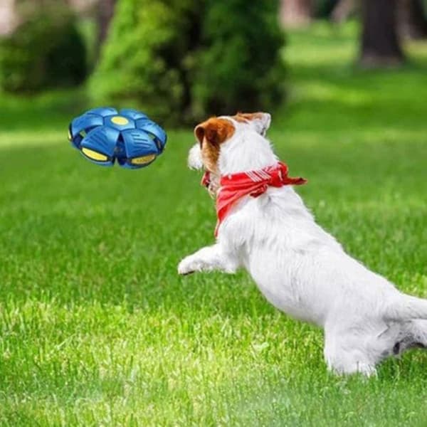 Doggy Disc Ball Magic Ball Hundelegetøjsbolde Interaktiv Hyrde Dekompression Kæledyrslegetøj -XX rose