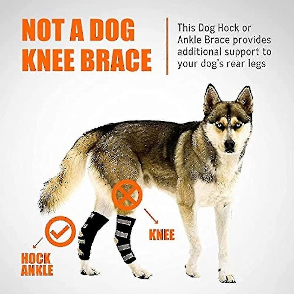 Hund Bagben Hock Støttebandage, Bag Hock Ledstøtte Med Reflekterende Sikkerhedsstropper Til Kæledyrs Sårheling, Skader, Forstuvninger Fra Gigt M