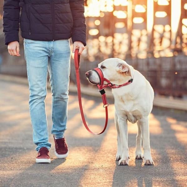 1 stk. orange hundehovedsele, træningsgrime uden træk med blød polstring, træningsværktøj til mellemstore hunde