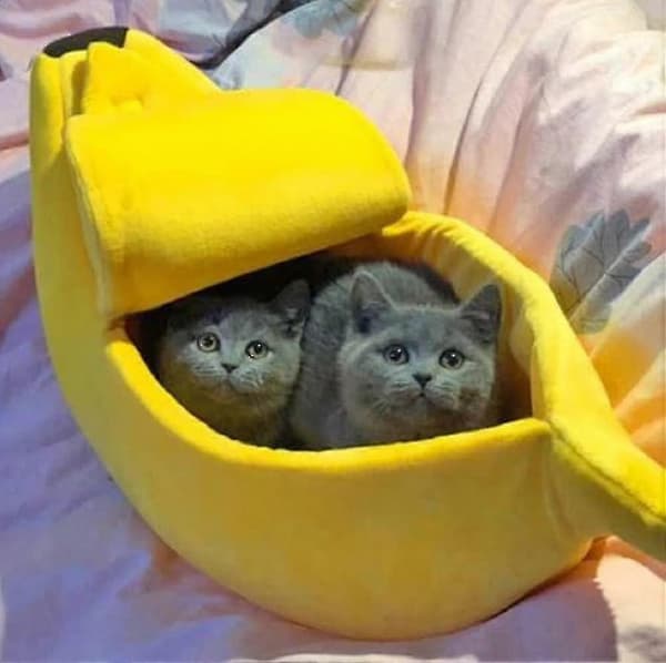 Banan Kattbädd, Husdjursbädd, Kattbädd, Kanin Valp Gul