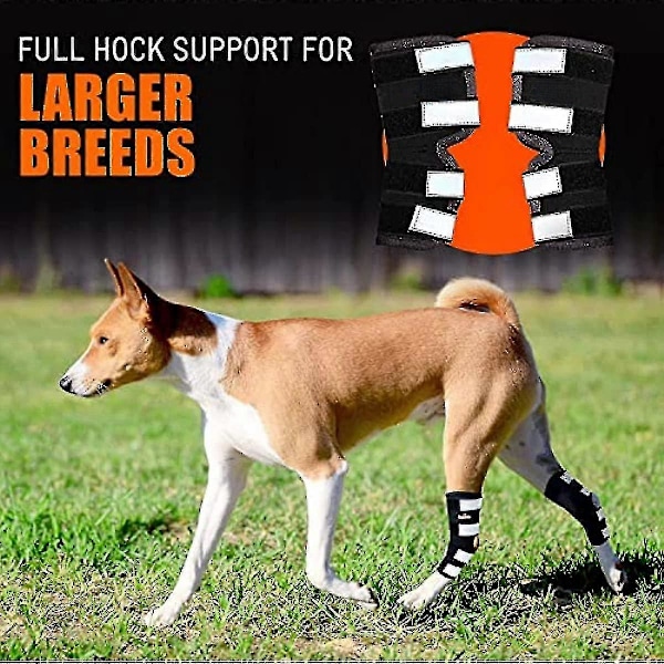 Hund Bagben Hock Støttebandage, Bag Hock Ledstøtte Med Reflekterende Sikkerhedsstropper Til Kæledyrs Sårheling, Skader, Forstuvninger Fra Gigt L