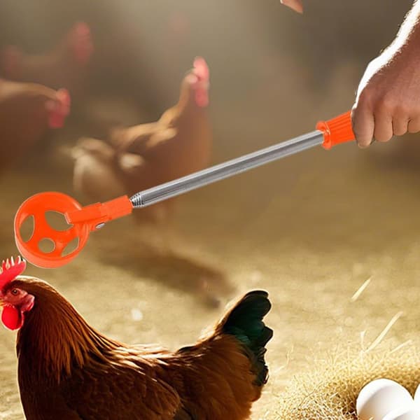 Kyllingeggfanger, teleskopisk egg- og nøttesamler - Kraftig samleverktøy, rustfritt stål samler for hønsehus, hage, frukthage