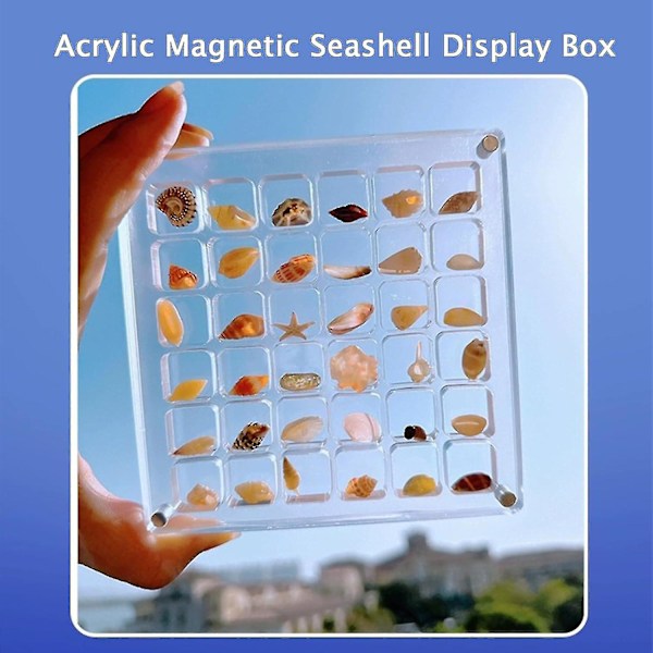 Akryl Magnetisk Muslingeskal Displayboks, Muslingeskal Opbevaringsboks Display Case Dekorativ Muslingeskal Søstjerne Pyntegenstand, Små Håndværksorganisatorer Beholder til Be