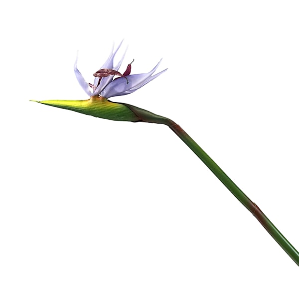 Konstgjord Blomma Livsliknande Paradisfågel Non-fading Och Lågt Underhåll Heminredning Purple