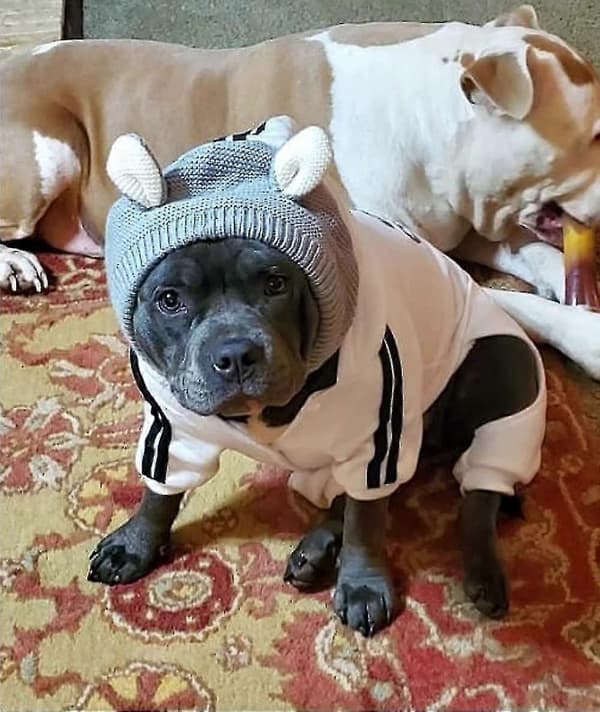 Stille Ører Til Hunde Hals- Og Ørebeskyttelse Til Kæledyr Hund Ørevarmer Støjbeskyttelse Kæledyr Varmere Hætte Pink
