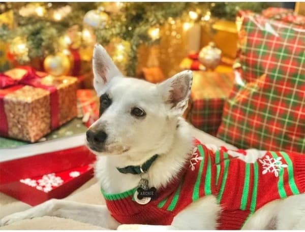 Hundesnømann-genser - Snømann juleklær for små hunder og katter - Jul nyttår (størrelse, S)