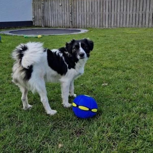 Doggy Disc Ball Magic Ball Hundleksak Bollar Interaktiv Vallning Dekompression Husdjursleksaker -XX Blue