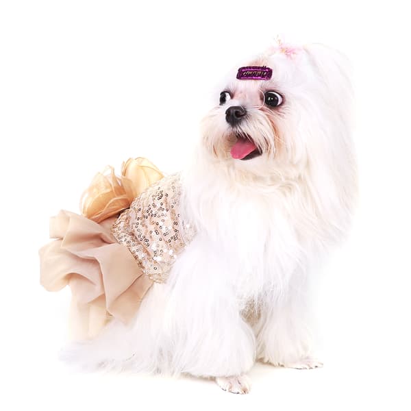 Guld Paillet Prinsesse Hundekjole til Sommerbryllup
