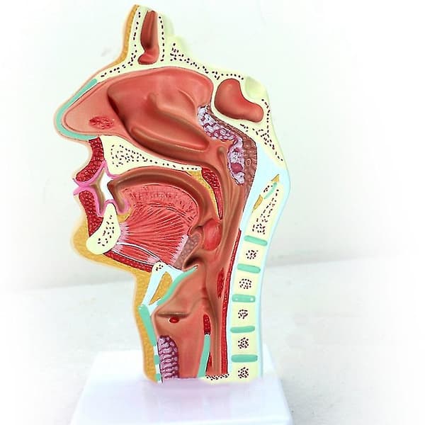 Menneskelig anatomisk næsehule hals anatomi model til videnskab klasseværelse studie display undervisning mod