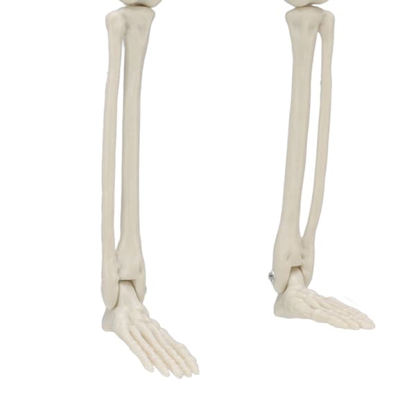 Premium 90 cm Posable Skeleton Decor, Realistic Human Skeleton with Movable Joints, Perfect for Haunted House Props, Creates a Spooky Ambiance