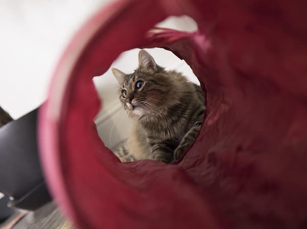 Legetøj foldbar tunnel, kæledyr kat legetøj kat tunnel bore tunnel kat t