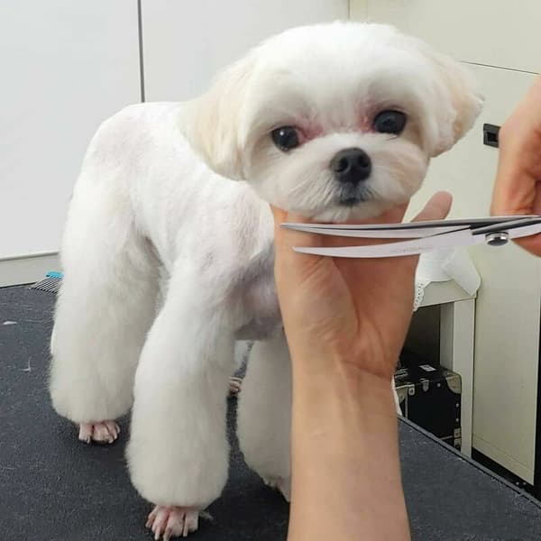Zoll Curved Dog Scissors - Professional Dog Scissors - Pet Grooming Scissors