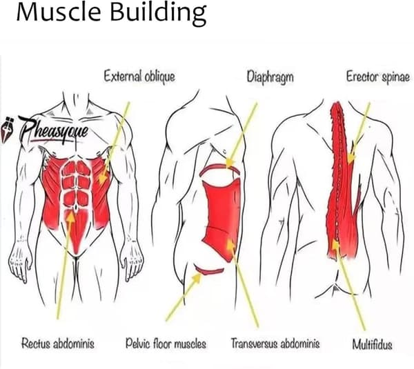 Viktbälte med kedja - Högkvalitativt viktat bälte för gymnastik, fitness, vikter, pull-ups
