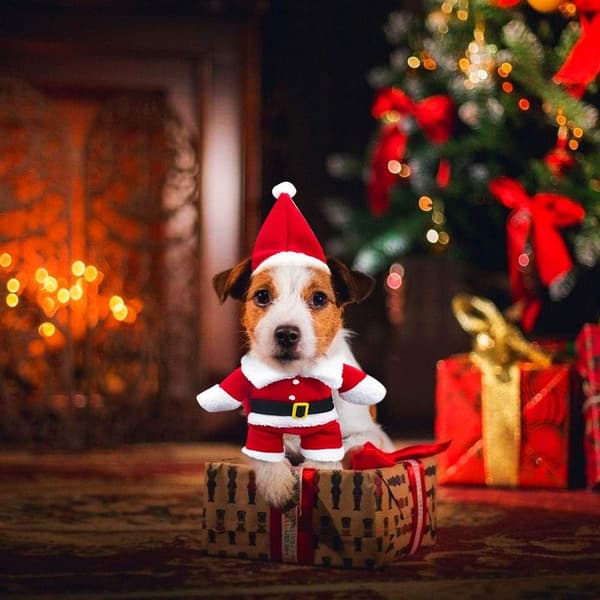 Julemandskostume til hund og kat, sødt julemandstøj til kæledyr