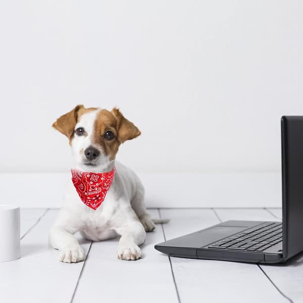 4-pak hundehalsbånd med bandana og justerbart spænde - til små hunde og katte - medium