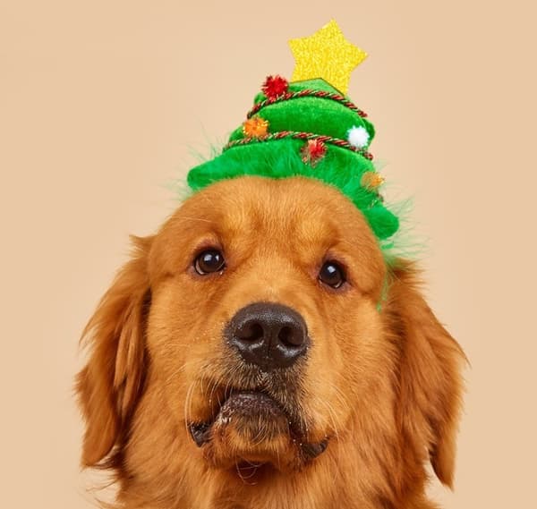 Julmodefashion klassisk grønn juletre hund og katt pannebånd hodeplagg
