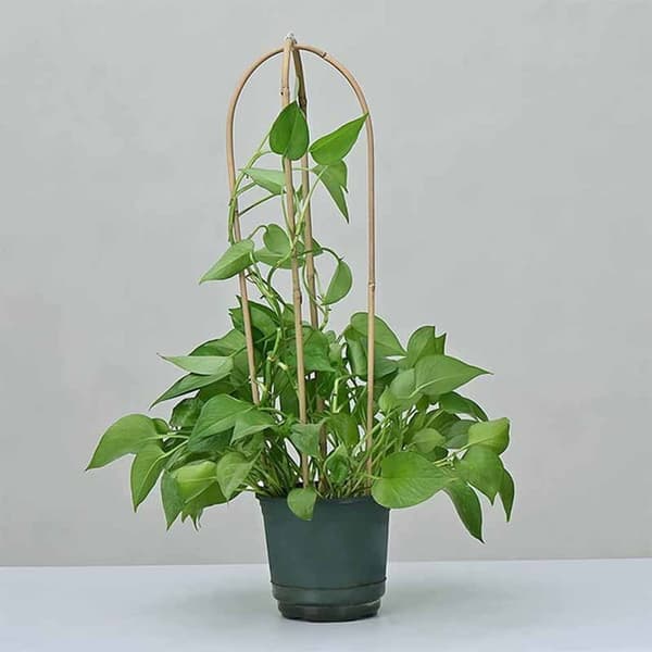 10 pcs/set U-shaped Plant Support Flexible Strong Handmade Trellis