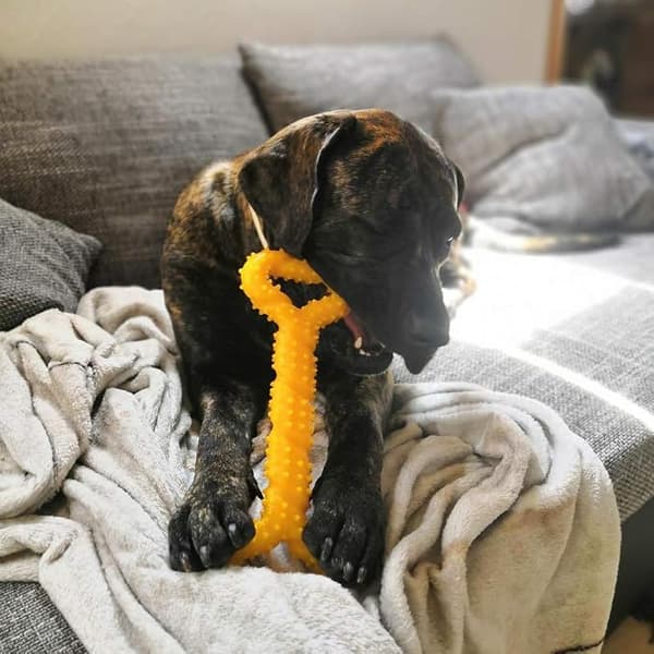 1 stk robust gummileke for hund 13 tommer benformet valp C