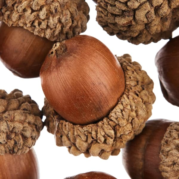 Natur Eikenøtt Value Pack – Perfekt for barns kunst og håndverk, jul, sensorisk stimulering og mer (20-pakning)