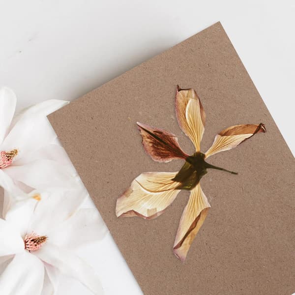 6 st små blompresspappersark vattenabsorberande växtpressbrädor