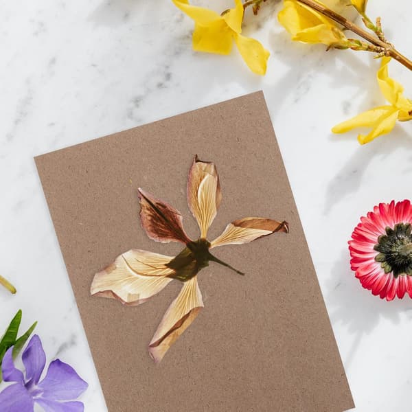 6 st små blompresspappersark vattenabsorberande växtpressbrädor