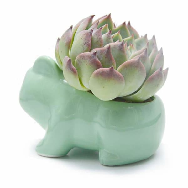 Blomsterpotter - YYV - Søde - Keramik - Grøn - 13x7x8 cm