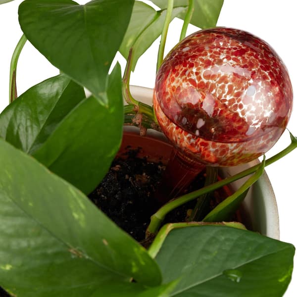 Vandingsboble til dine planter, praktisk sæt med 4, glas, H x D: 15 x 6 cm, rød
