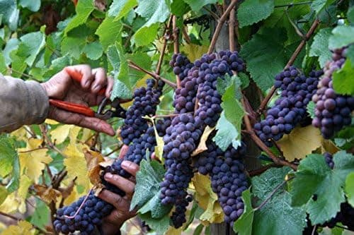 Precision Scissors, Garden Shears, Harvesting Shears for Fruit, Cut Flowers, Herbs, Hydroponic Vegetables and Grapes (FQ)