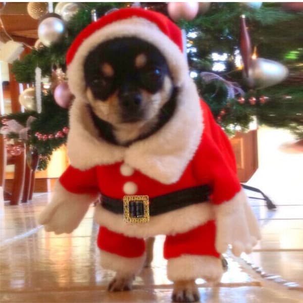(M-størrelse) Julekostume til kat, julekæledyrstøj hund kat julemandstøj