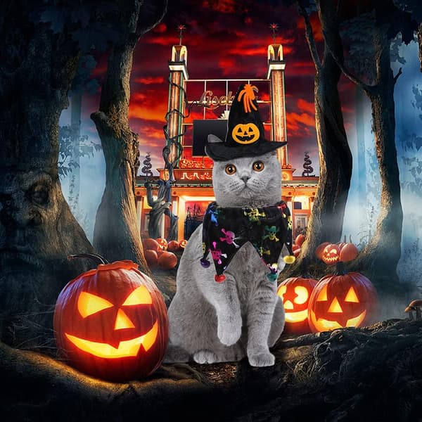 2 stk. katte- og hundekostumer til Halloween med Halloween-halsbånd til kat og hund