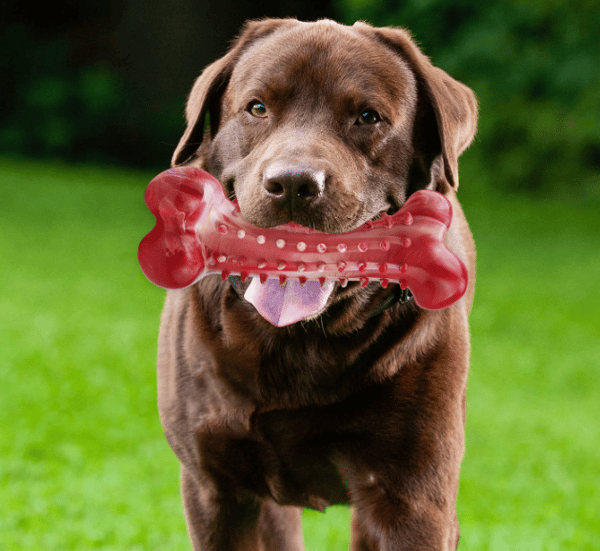 19,6/7,4/5,2 cm Dog Chew Toy - Durable - Used for Aggressive Chewers