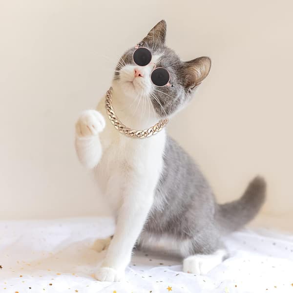 Katt Solbriller Gullkjede Kostyme