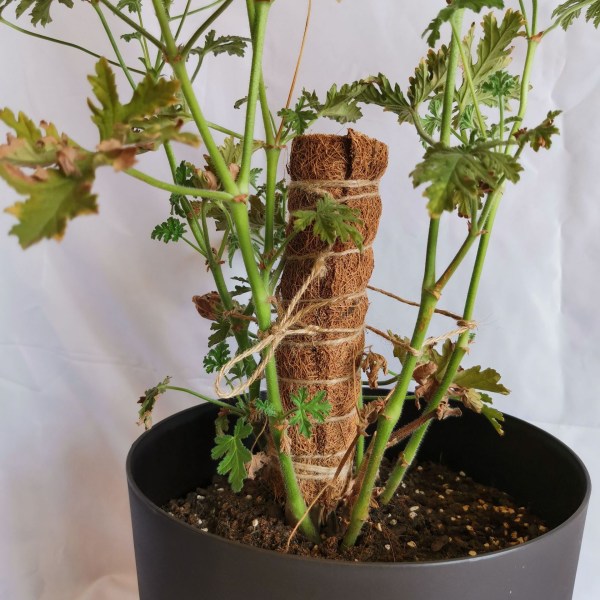 30 cm 2-pack Växtstöd, Kokosstöd, Kokospåle, Kokospinne