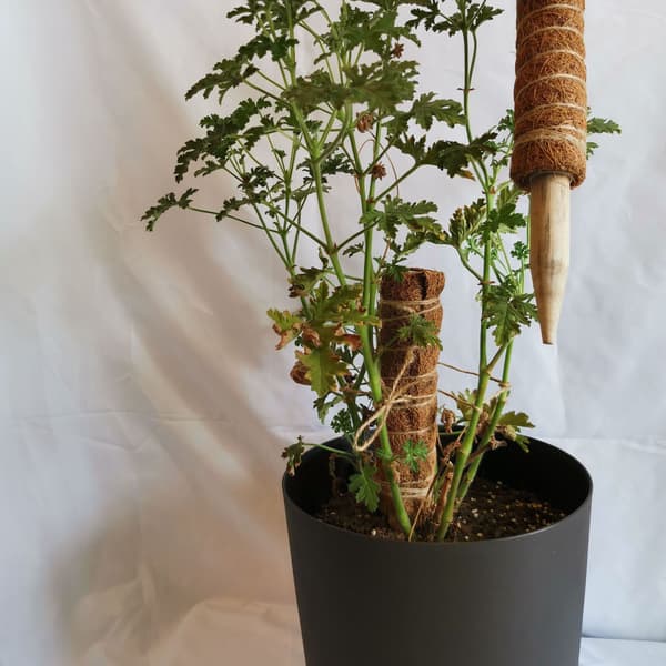 30 cm 2-pack Växtstöd, Kokosstöd, Kokospåle, Kokospinne