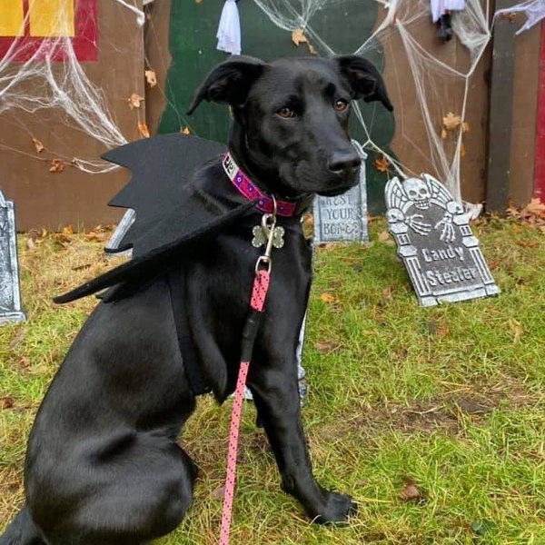 Hundfladdervingar, Hundhalloweenkostym, Stor Hundkostym, Hundfladderväskostym