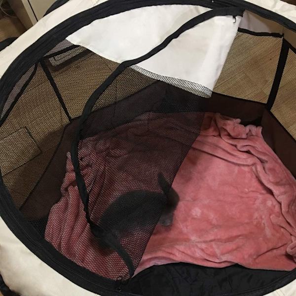 Foldbar Hundegård med 8 Mesh-paneler, Bærbar Foldbar Løpebur