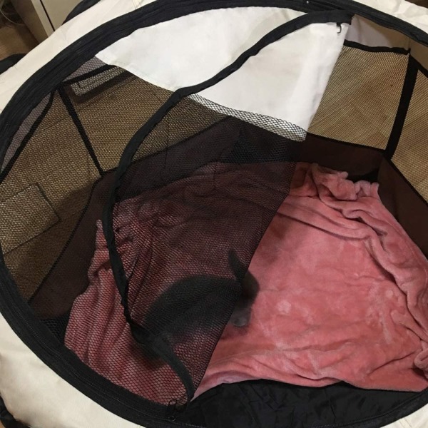 Foldbar Hundegård med 8 Netpaneler - Bærbar Foldbar Løbebur
